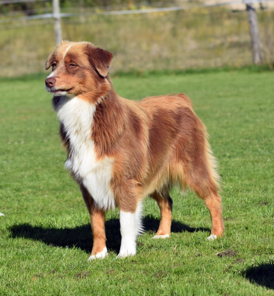 Les Berger Australien de l'affixe Of Silver Howls