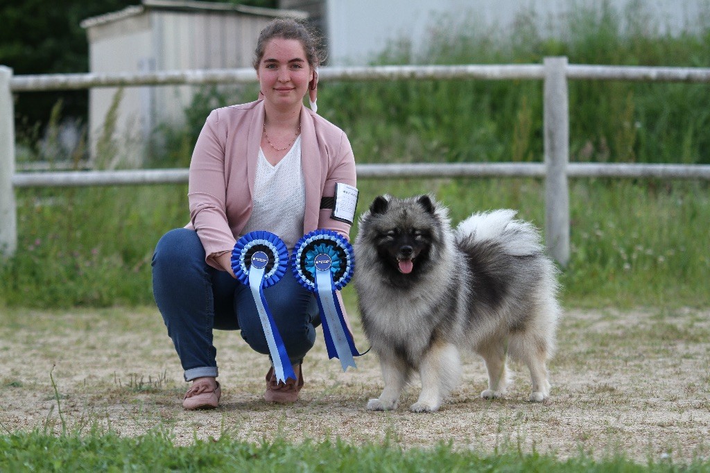 CH. Jch silver diamond (Sans Affixe)
