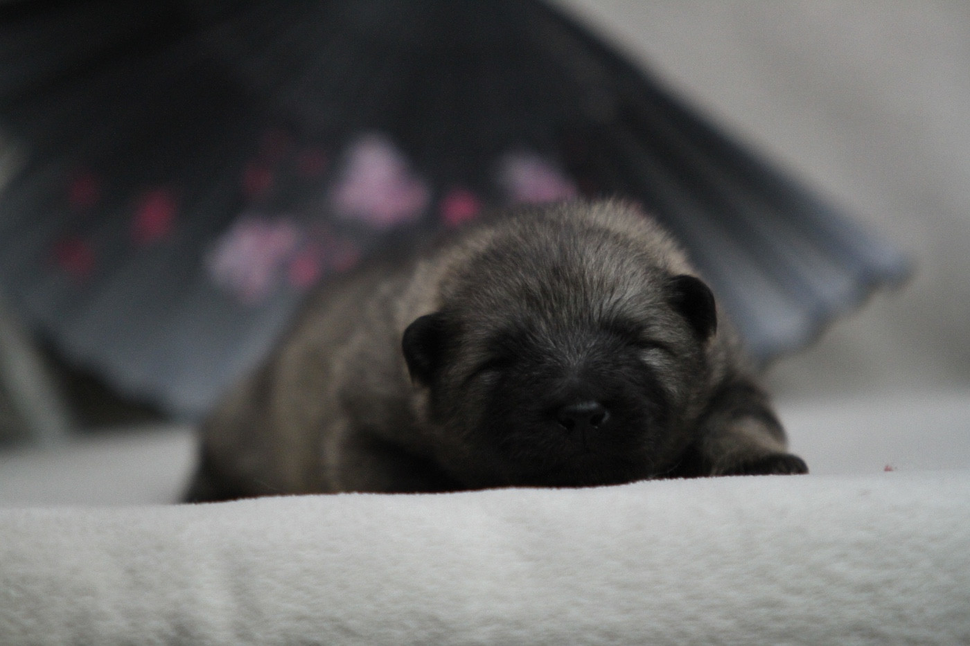 Of Silver Howls - Chiots disponibles - Spitz allemand