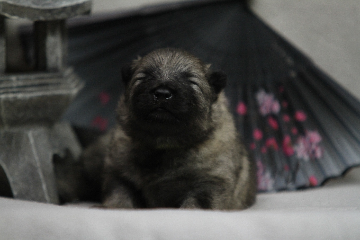 Of Silver Howls - Chiots disponibles - Spitz allemand