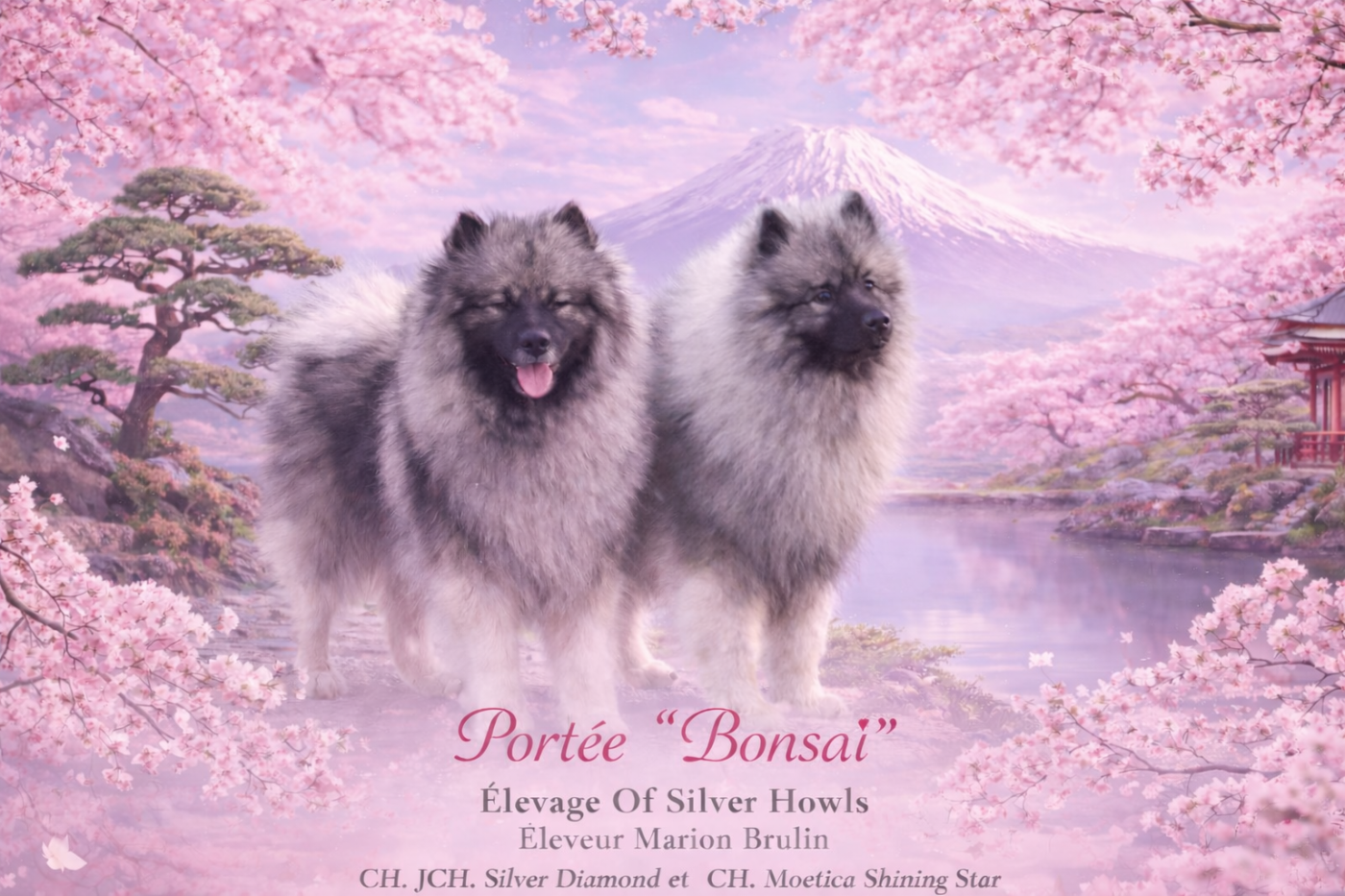 Chiot Spitz allemand Of Silver Howls