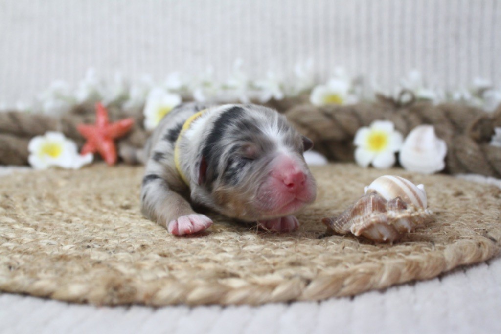 Of Silver Howls - Berger Australien - Portée née le 14/09/2024